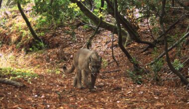 Mountain lion in Stanford