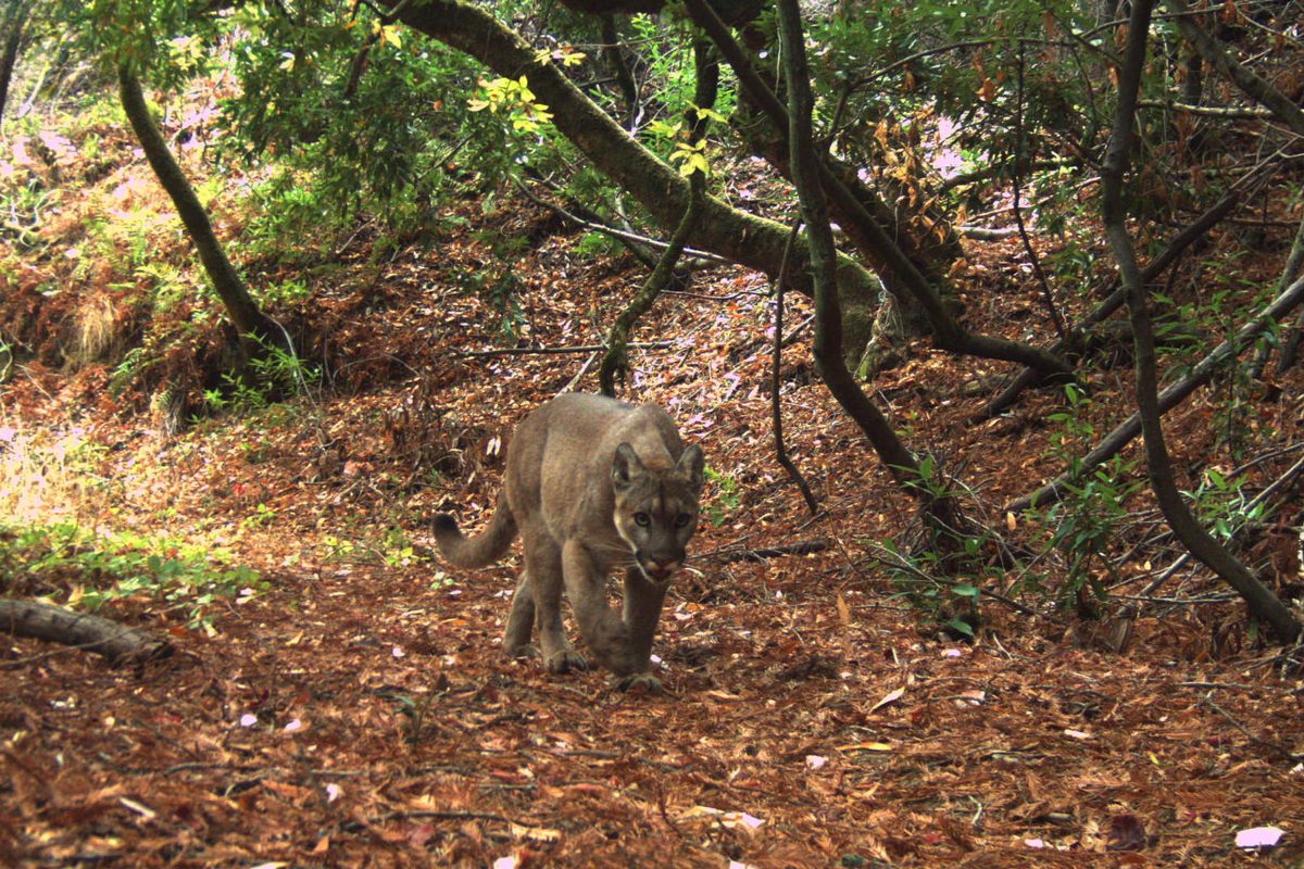 Mountain lion in Stanford