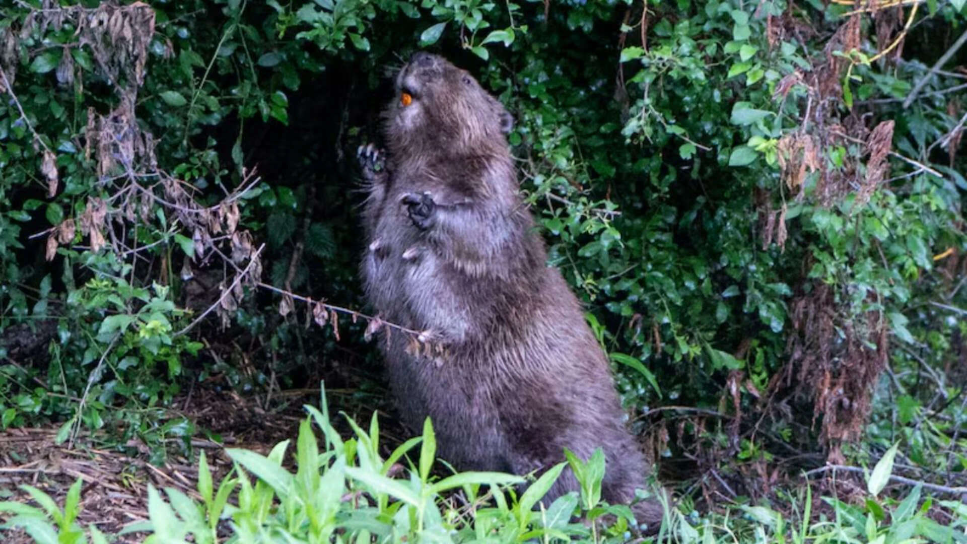 These animals that were once native to Britain were hunted to extinction during the 16th century Pushed outside their own world<br><br>