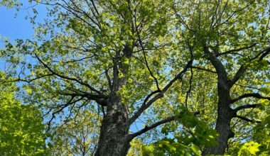 Overview of Ottawa's Tree Protection By-law - Glen Gower | Councillor / Conseiller
