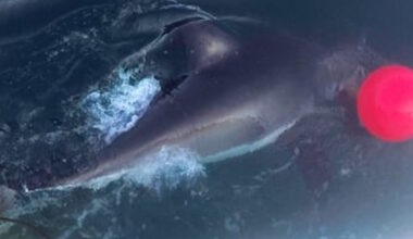 Two Great White Sharks Tracked Off Western Newfoundland