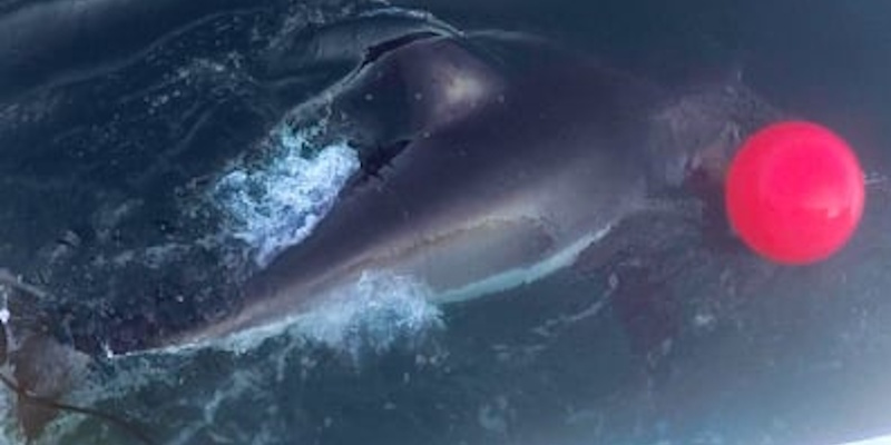 Two Great White Sharks Tracked Off Western Newfoundland