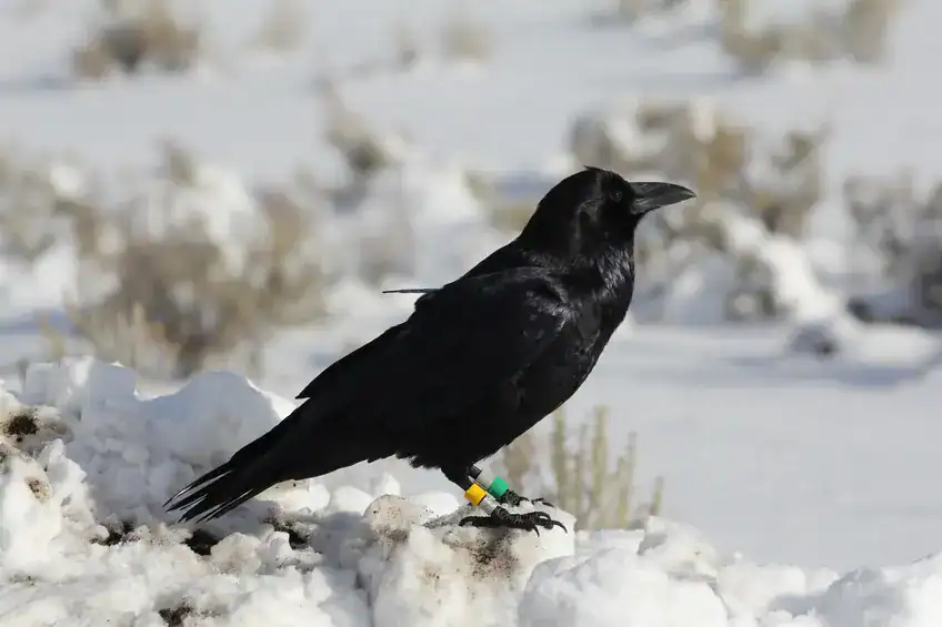 Black raven standing on snow-covered ground in a winter landscape with a green tracking band on one leg and yellow band on the other