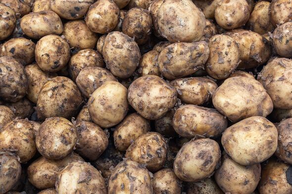 Burying your spuds in well-dried dirt could make them last up to a year Burying your spuds in well-dried dirt could make them last up to a year