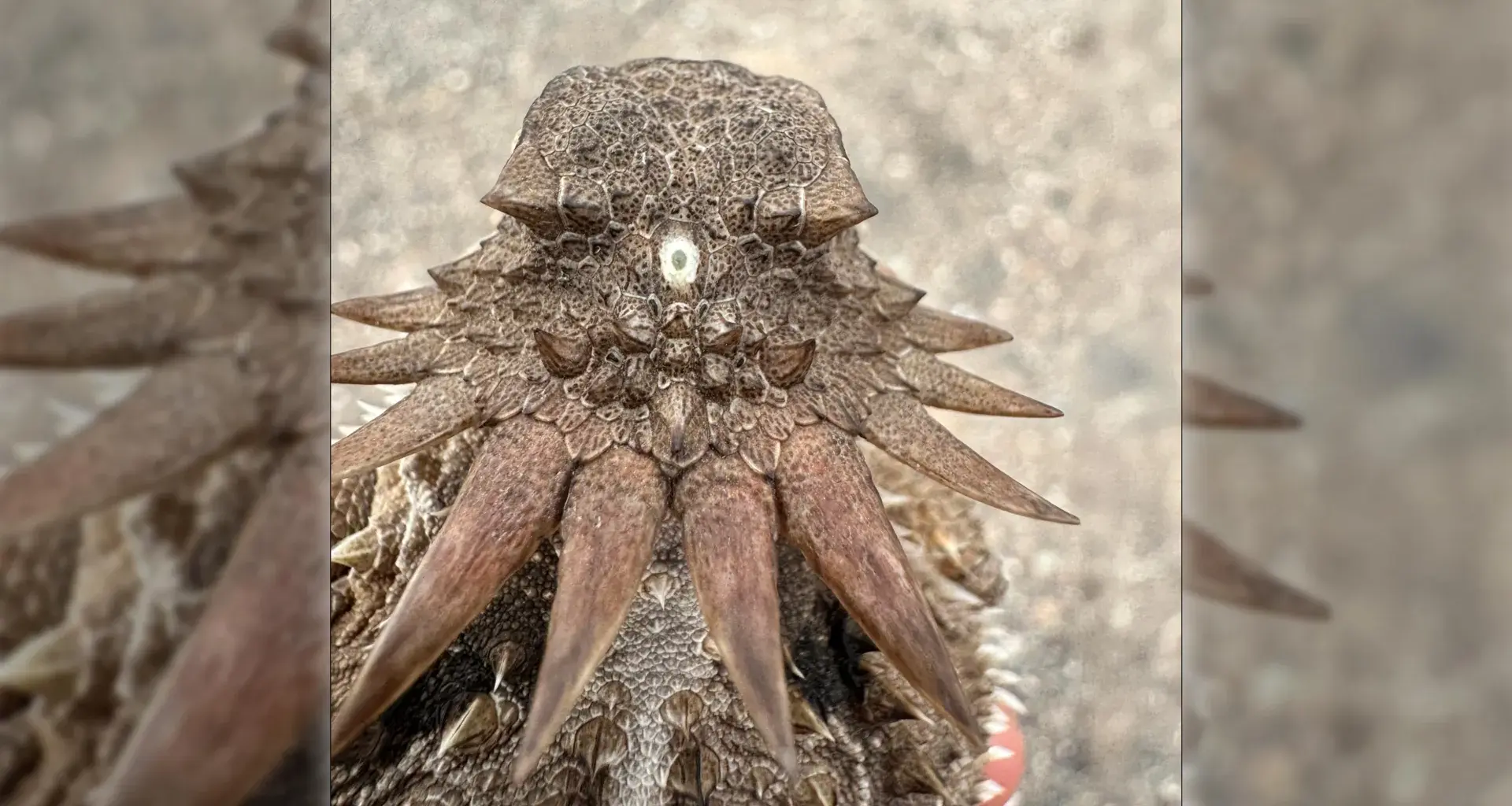 Scientists trace the shocking origin of human eyes to an ancient “cyclops”