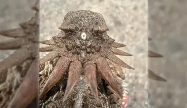 Scientists trace the shocking origin of human eyes to an ancient “cyclops”