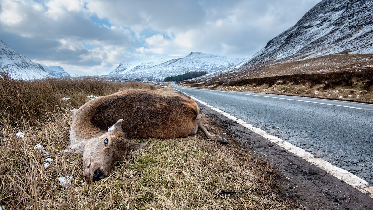 Drivers On Wyoming’s Remote Roads Hit A Lot Of Wildlife, And Deer Most Of All