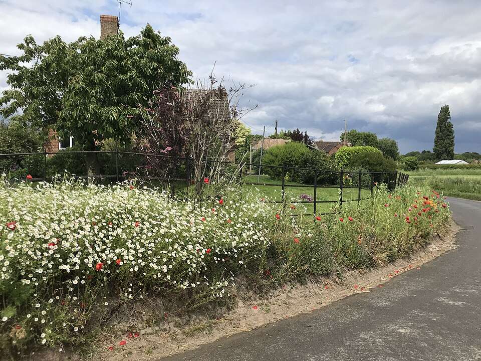 Flower-rich road verges provide valuable food for pollinators, but along busy roads they can also become ecological traps where heavy traffic puts foraging bees at greater risk. Image Credits: Wikimedia Commons Roadside_flower_border_-_geograph.org.uk_-_7187387