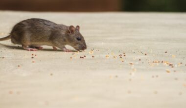 Richmond BC food stall reopens after rodent issues