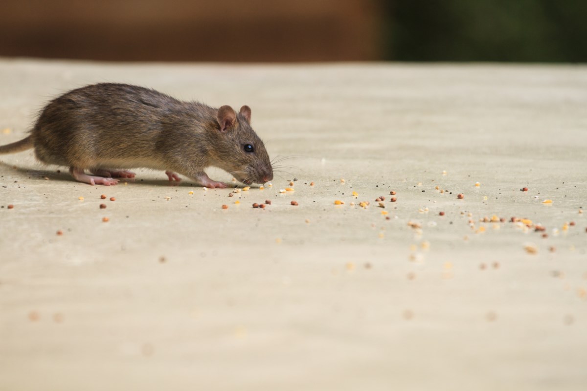 Richmond BC food stall reopens after rodent issues
