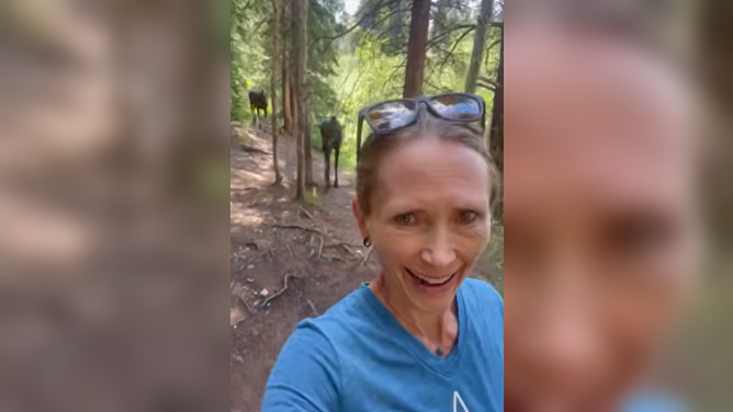 Woman stalked by two moose in Colorado.