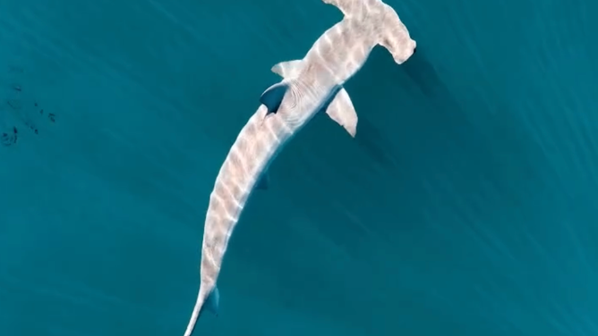 A screenshot of the large scalloped hammerhead shark seen off the coast of Rhode Island on July 24, 2026.