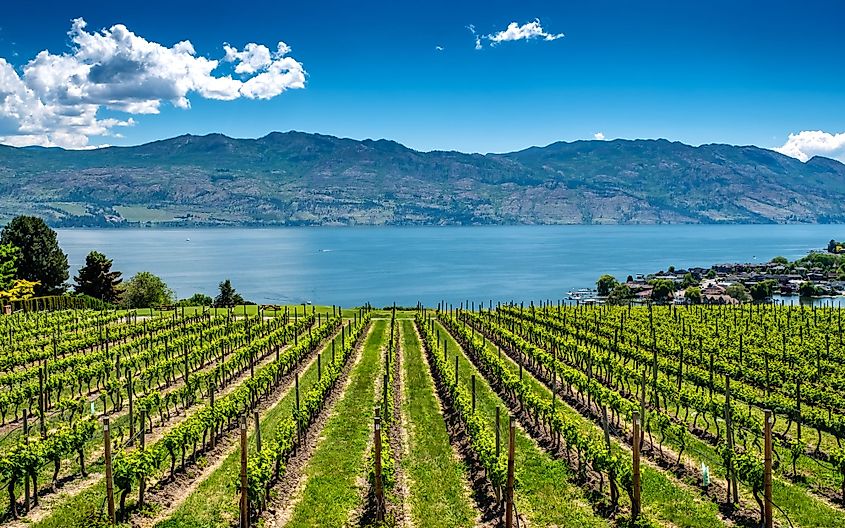 Vineyards running down to Okanagan Lake near Kelowna, British Columbia.
