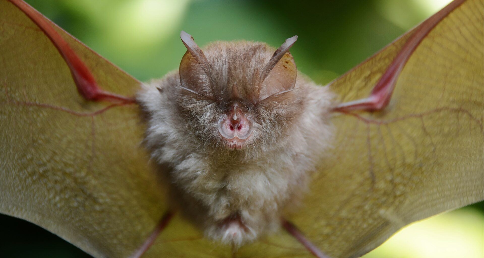 Bats synchronize their echolocation to avoid acoustic chaos