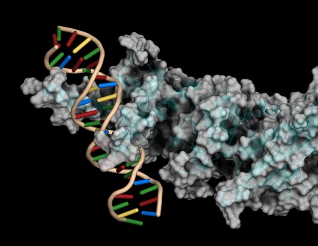 Scientists discover master molecular switch for ginseng saponin production