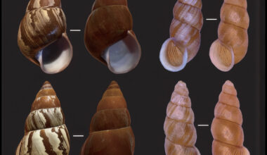 Tiny snails have a rain-powered trick that hides them from birds