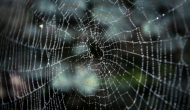In a pitch-black cave on the border of Greece and Albania, more than 100,000 spiders share a single web the size of half a tennis court — and two species that everywhere else on Earth are predator and prey have somehow called a truce inside it