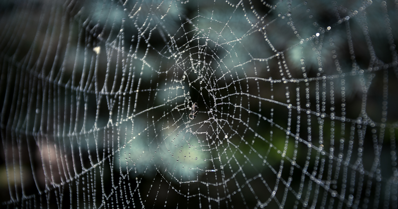 In a pitch-black cave on the border of Greece and Albania, more than 100,000 spiders share a single web the size of half a tennis court — and two species that everywhere else on Earth are predator and prey have somehow called a truce inside it