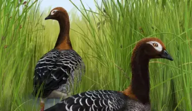 Rare fossil goose rewrites the story of New Zealand's giant birds
