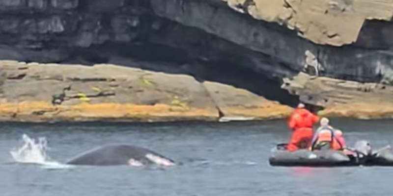 Whale Release Group Frees Humpback Tangled in Fishing Gear in Trinity Bay