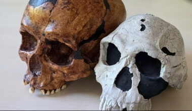 Study Challenges Long-Held Assumptions About Human Evolution