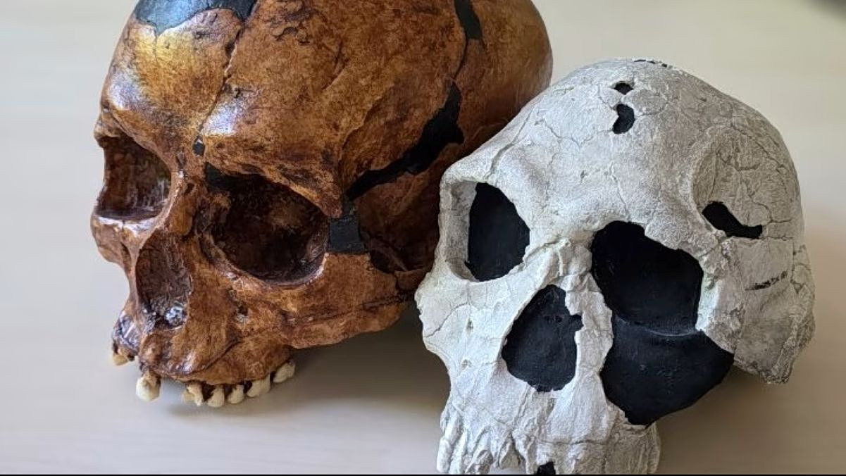 Study Challenges Long-Held Assumptions About Human Evolution