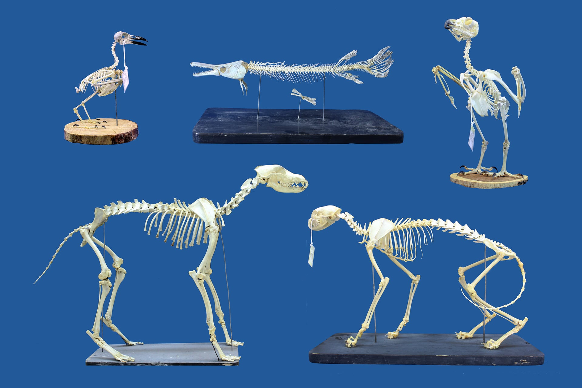 Superworm Cleaned Specimens
