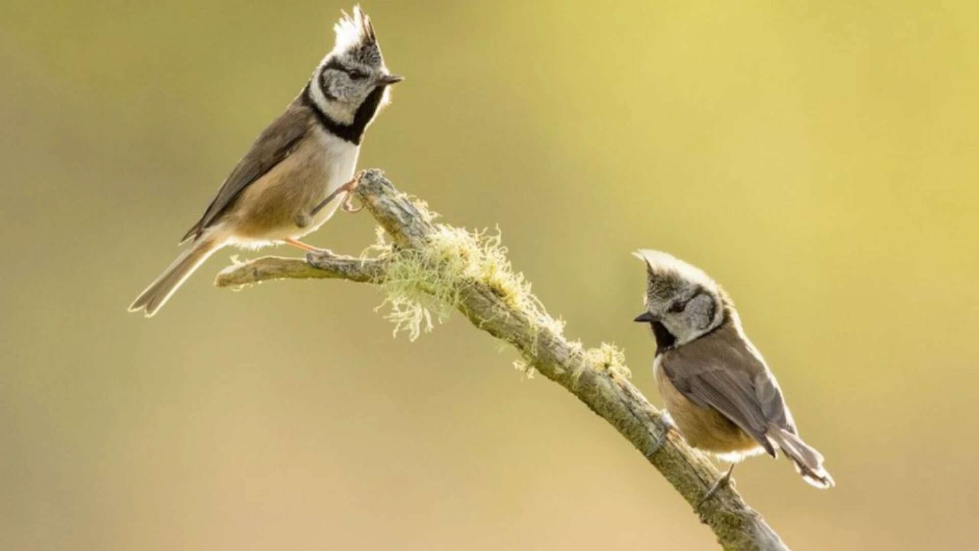 The study focused on passerines, also known as perching birds or songbirds. The study focused on passerines, also known as perching birds or songbirds.