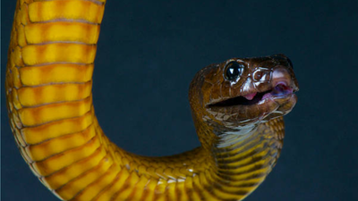 The world's most venomous snake, the Inland Taipan, has barely ever bitten humans; experts explain why