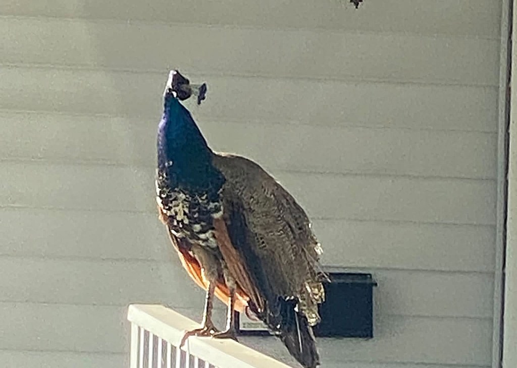 Escape artist Tony the peacock eludes capture in Kamloops neighbourhood | iNFOnews.ca