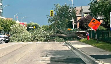tree down mississauga