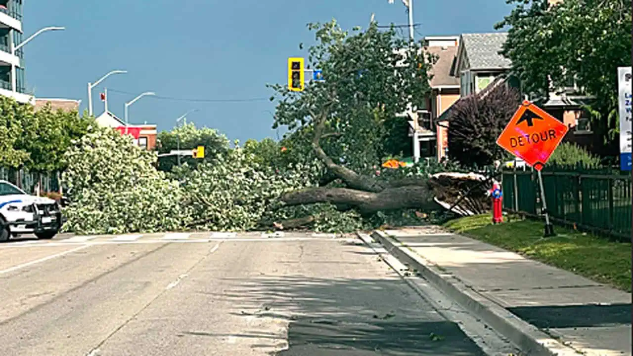 tree down mississauga