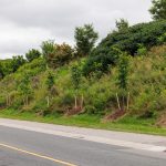 View from a City street - new trees lined up.