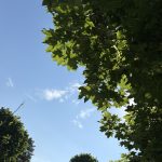 View from under a tree.