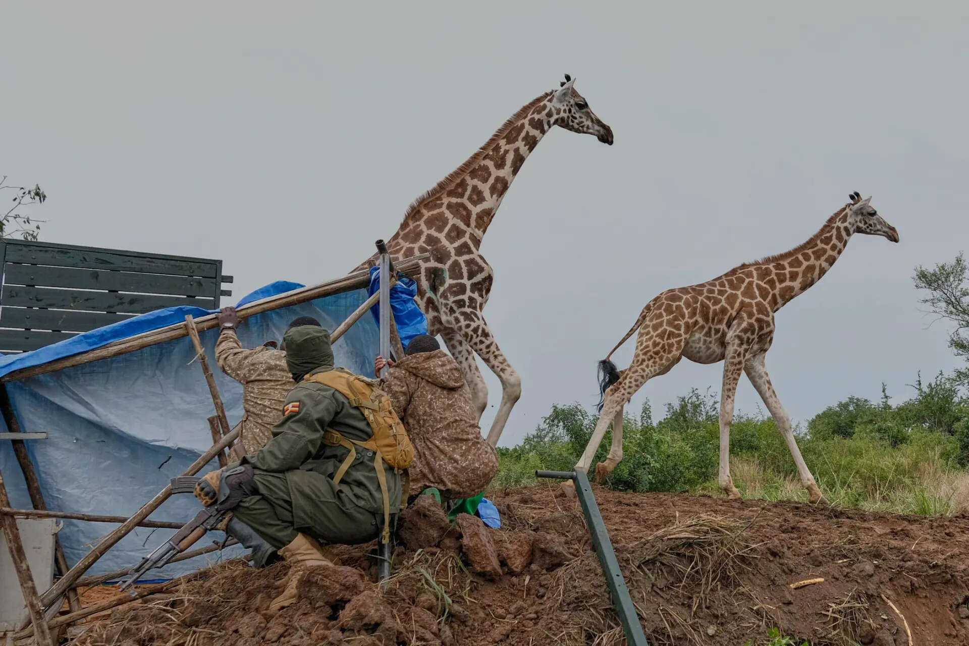 Uganda Wildlife Authority (UWA) rangers and veterinarians release Nubian giraffes during their translocation from Murchison Falls National Park to Ajai Wildlife Reserve near Arua, northwestern Uganda, Tuesday, July 21, 2026. (AP Photo/Hajarah Nalwadda) Uganda Giraffe Translocation