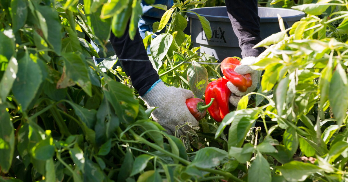 As food safety fears rise, a San Diego dietitian says don’t cut fruits and vegetables from your diet