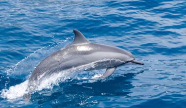 Dolphins May Help Us Understand Menopause