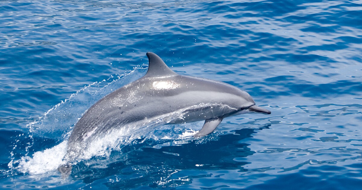 Dolphins May Help Us Understand Menopause
