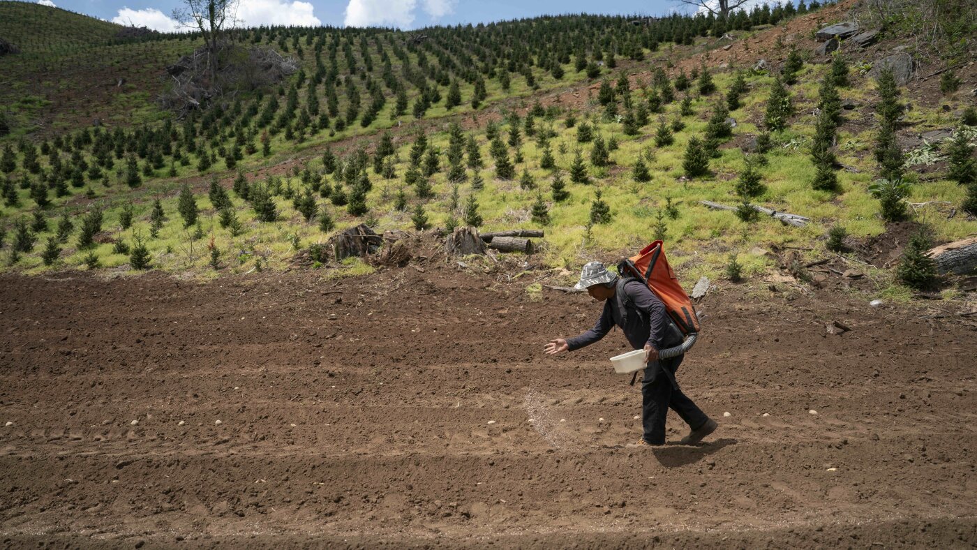 High fertilizer costs unlikely to cause food price spikes : NPR