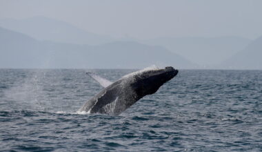 Sightings of humpback whales surge in Rio de Janeiro