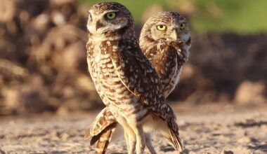 Beneath Bergmann’s Rule: Why burrowing owls grow bigger in the North