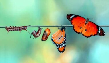How caterpillar effect can transform your finances - The Royal Gazette