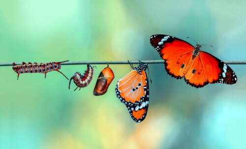 How caterpillar effect can transform your finances - The Royal Gazette