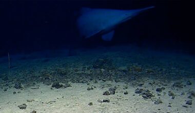 Scientists recorded more than 50 days of deep-ocean footage before a goblin shark appeared for just over 20 seconds near the Tonga Trench, one of the first two confirmed sightings of this 125-million-year lineage alive in its natural habitat