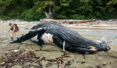 Cause of death probed for humpback found near trail