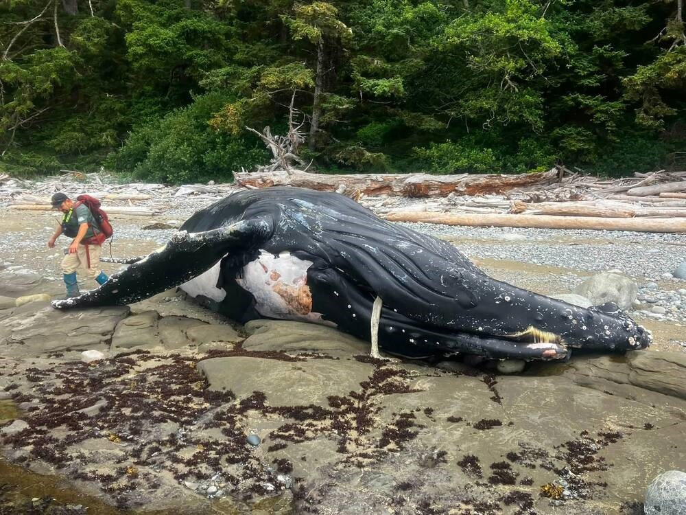 Cause of death probed for humpback found near trail
