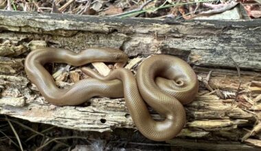 Public asked to report Island sightings of rubber boas