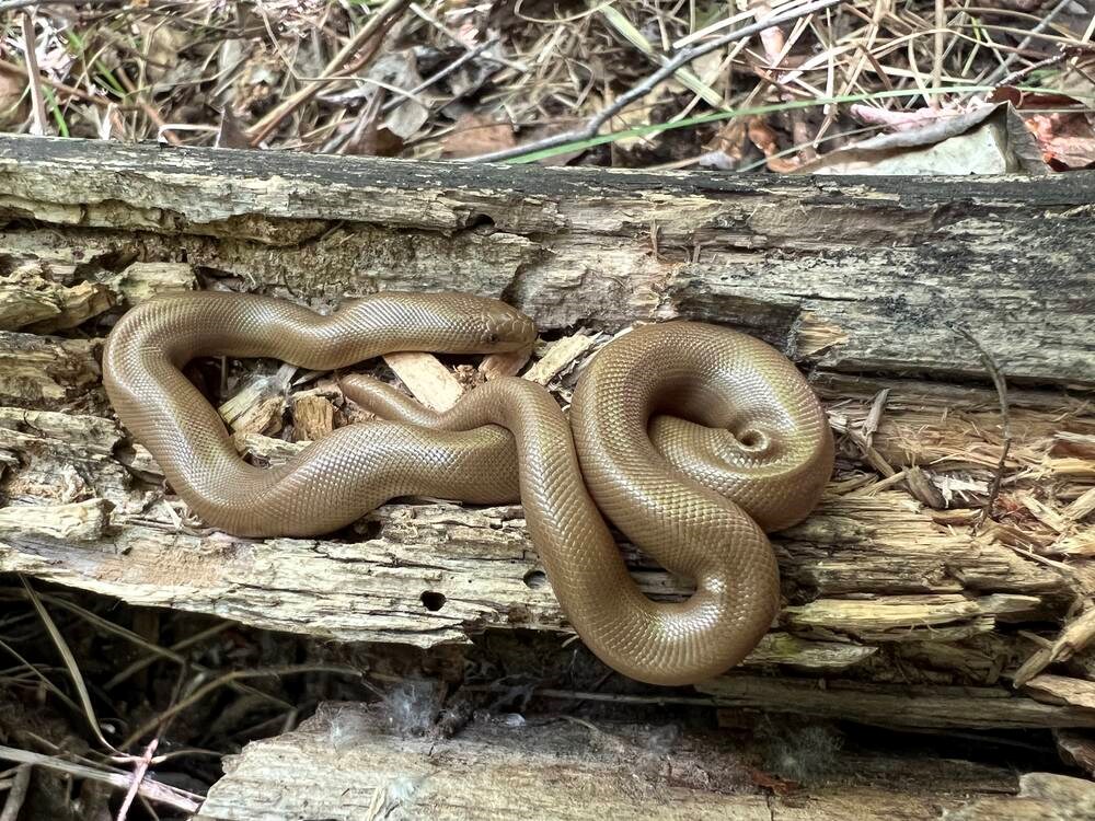 Public asked to report Island sightings of rubber boas