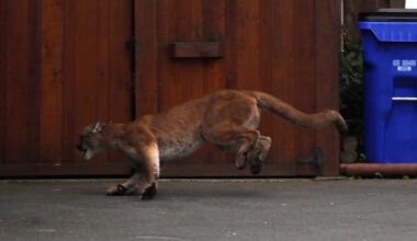 Comox warns of cougar sightings near suburban park