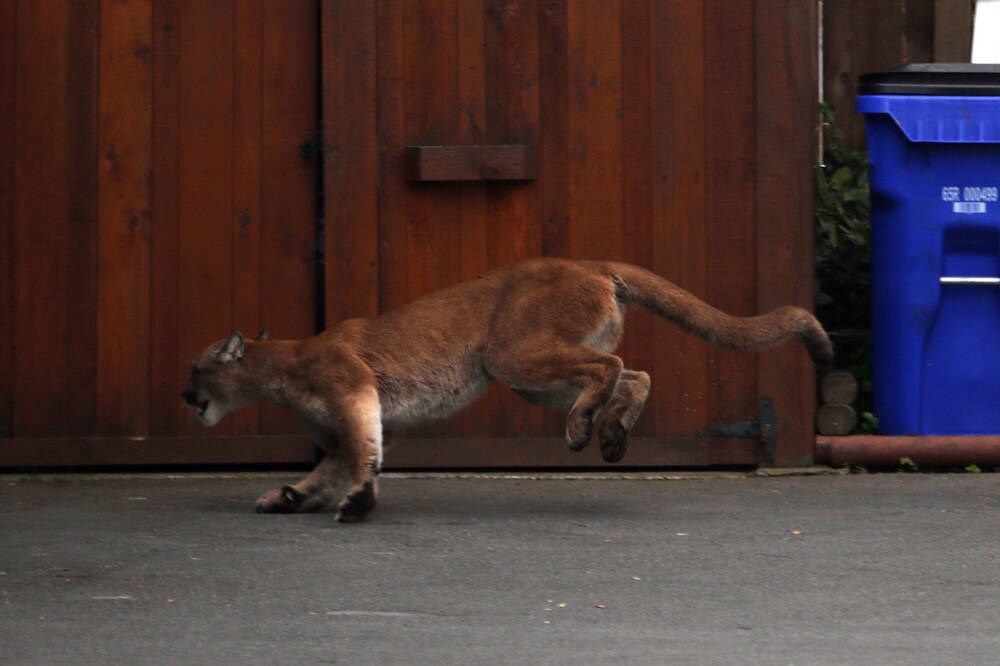 Comox warns of cougar sightings near suburban park